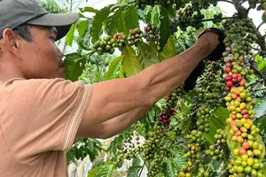 Video: Từ Sóc Trăng lên Lâm Đồng hái cà phê thuê