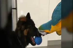 Khi vẹt và chó là bạn thân của nhau