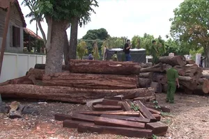 Bộ Công an vây bắt một vụ khai thác gỗ lậu