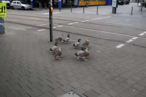 Những chú vịt 'am hiểu' luật giao thông