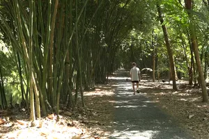 'Mát mắt' với con đường tre độc nhất ở miền Tây