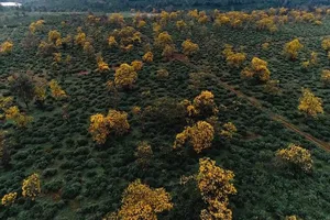 Ngẩn ngơ trước vẻ đẹp của Gia Lai mùa hoa muồng vàng