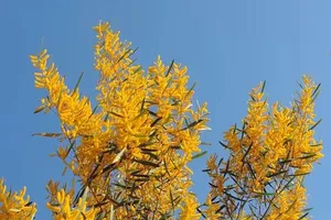 Hoa tràm nở vàng rực bên bờ biển Bình Thuận