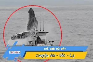 Video: Hoảng hồn khoảnh khắc cá voi lưng gù lao khỏi mặt nước