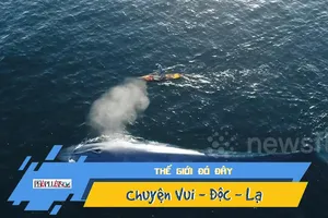 Video: Khoảnh khắc cá voi xanh bơi cạnh người tuyệt đẹp