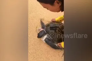 Giải cứu rùa biển bị quấn chặt trong rác