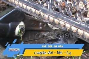 Giải cứu chó mắc kẹt đầu trong cổng suốt 2 ngày liền