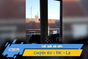 Báo xổng chuồng đi lang thang khắp tòa nhà ở Pháp