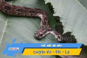 Video: Cận cảnh rắn độc hai đầu hiếm gặp