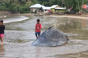Cá nhám voi bỏ mạng do bơi vào bẫy cá