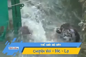 Hổ chết đuối sau khi rơi xuống sông và giải cứu bất thành