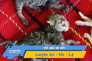 Kỳ lạ mèo hai đầu vẫn sống bình thường