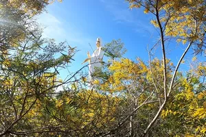 Chùa Bình Nhơn tuyệt đẹp mùa tết