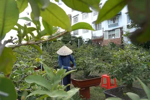 Nghệ nhân bật mí bí kíp cho mai nở đúng dịp tết