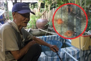 Cụ ông có 70 năm đam mê cá kiểng