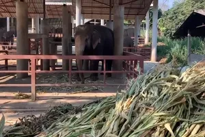 Voi có thể bị chết đói do du lịch giảm vì COVID-19