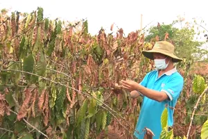 Đắk Lắk hạn hán, người dân thiếu nước sinh hoạt trầm trọng 