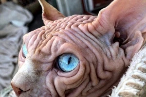 Ngắm chú mèo ghê rợn nhất thế giới 