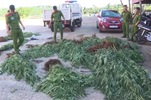 Phát hiện hơn 500 cây cần sa được trồng trong rẫy cà phê