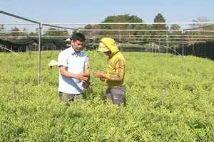 Cẩn trọng khi phát triển cây Đàn Hương ở Đắk Lắk