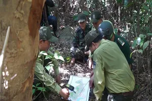 Tháo gỡ hàng ngàn bẫy thú ở rừng Sơn Trà