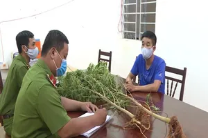 Nhổ bỏ toàn bộ cây cần sa trồng trong vườn nhà