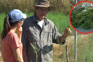 Kiếm bộn tiền mỗi ngày từ 'rau hoàng đế'