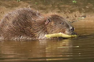 Sau 400 năm mất tích, loại sinh vật này xuất hiện lại ở Anh