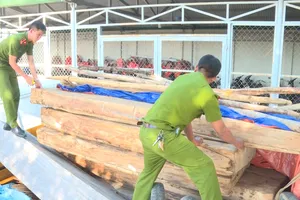 Video: Điều tra vụ phá rừng pơ mu quy mô lớn ở Đắk Lắk 