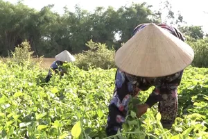 Video: Gỡ khó tiêu thụ nông sản cho nông dân Đà Nẵng