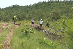 Video: Khởi tố vụ án hủy hoại rừng phòng hộ tại huyện Chư Sê, Gia Lai