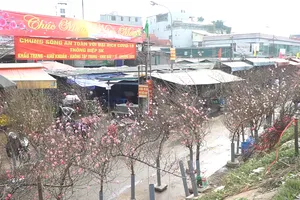 Video: Không khí Tết tràn ngập khắp phố phường Hà Nội