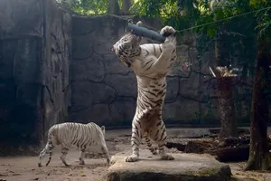 Video: Tết Nhâm Dần, nghe chuyện nuôi bạch hổ ở Thảo Cầm Viên