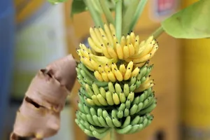 Video: Hoa quả, sen đá... làm từ đất sét