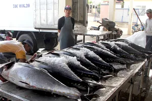 Phú Yên: Tìm cách nâng cao giá trị đặc sản cá ngừ đại dương