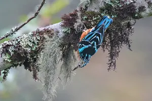 Bức ảnh về loài chim quý hiếm đạt giải nhất cuộc thi 'Chim hoang dã Việt Nam'