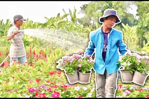 Rực rỡ sắc hoa đón tết ở làng hoa lớn nhất TP.HCM