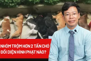 Hậu quả đối với nhóm trộm hơn 2 tấn chó vừa bị bắt
