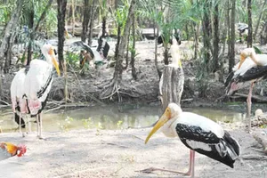 Vườn chim Bạc Liêu: “Kho báu” chưa được bảo vệ