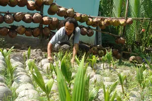 Làm giàu bằng trái dừa sáp