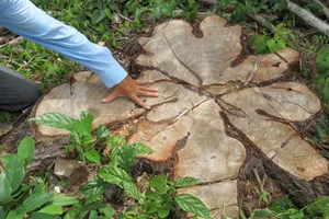 Khu bảo tồn thiên nhiên Bình Châu - Phước Bửu: Thừa gió bẻ… cây?