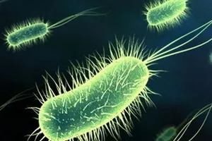 Vi khuẩn loét H. pylori có thể ngăn bệnh tiêu chảy