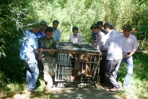 Bàn giao cá thể hổ nặng 170kg về Sóc Sơn, Hà Nội