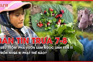 Bản tin trưa 7-8: 'Siêu trộm' phá nát vườn sâm Ngọc Linh tiền tỉ