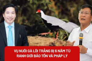 Từ vụ gà lôi trắng và bản án 6 năm tù: Hiểu thế nào về nhân giống động vật hoang dã?