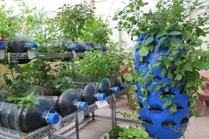 Lạ mắt vườn cây từ vật dụng tái chế của học sinh lớp 8 