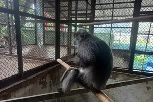 Tiếp nhận, bảo tồn voọc bạc Đông Dương quý hiếm do người dân bàn giao