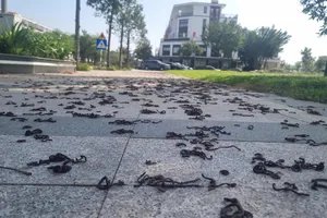 Hàng ngàn con giun đất bò lên vỉa hè, chết la liệt ở Quảng Ngãi
