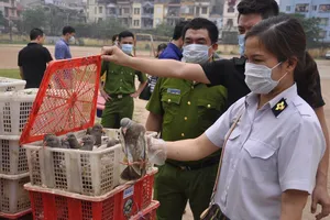 Bắt giữ 4.000 con chim bồ câu nhập lậu từ Trung Quốc