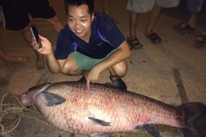 Bắt được cá trắm khủng ở hồ Núi Cốc